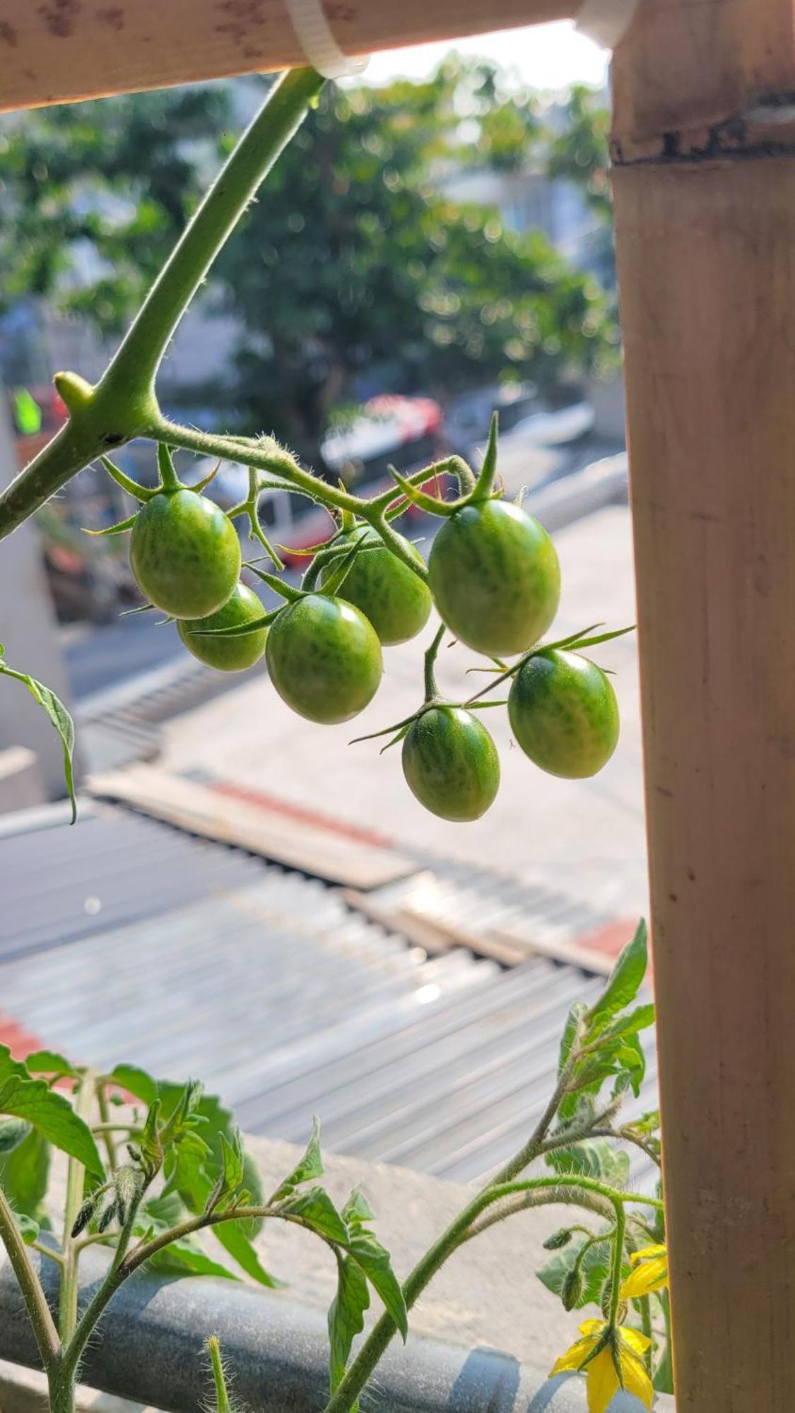 ホテル Tiny Garden House Cat Ba Chan Chau エクステリア 写真