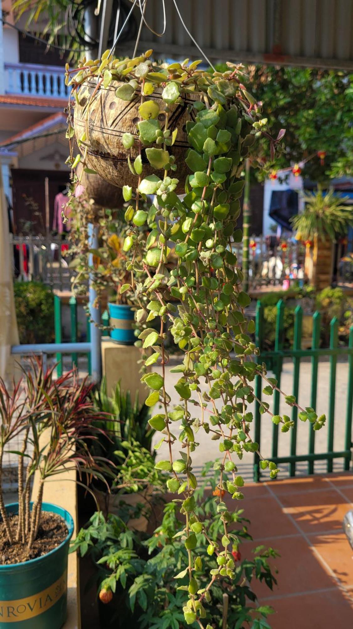 ホテル Tiny Garden House Cat Ba Chan Chau エクステリア 写真